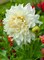 White Fleurel Dinnerplate Dahlia - Pure White! - #1 Size Root Clump